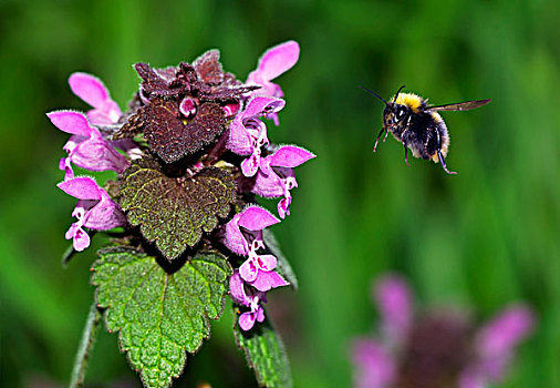 蜜蜂,飞,花