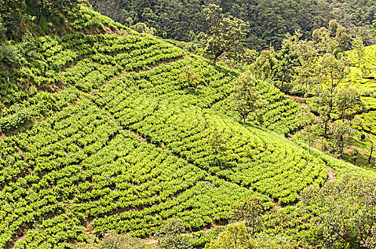 丘陵地区,茶园,中部高地,靠近,奴娃拉伊利雅,斯里兰卡,亚洲