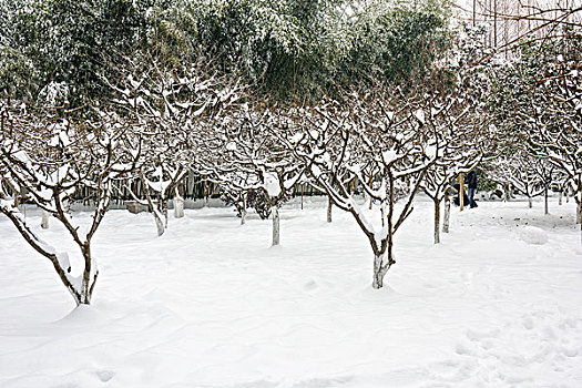 园林雪景