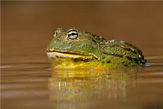 非洲牛蛙摄影作品图片