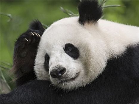 大熊猫,挠头,中国