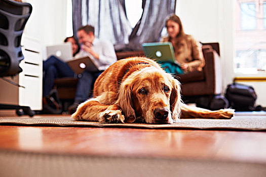 头像,无聊,狗,躺着,地毯,人,笔记本电脑,背景