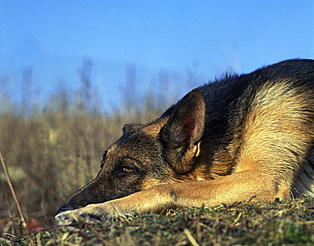德国牧羊犬,狗,睡觉