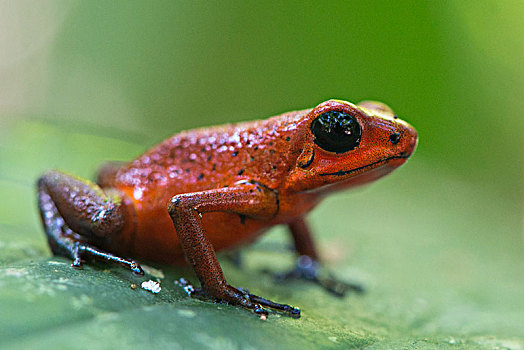 草莓,青蛙,坐,叶子,国家公园,哥斯达黎加,中美洲
