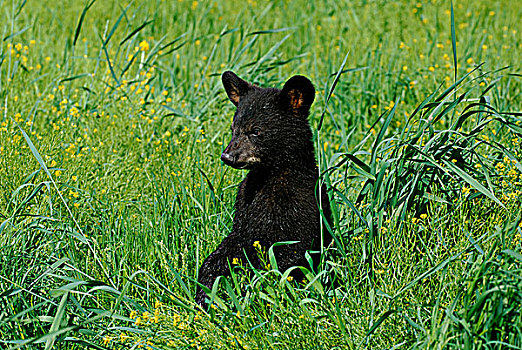 俘获,黑熊,幼兽,美洲黑熊,站立,草地
