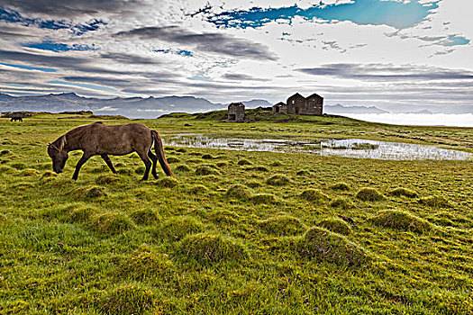 马,放牧,遗弃,农场,冰岛