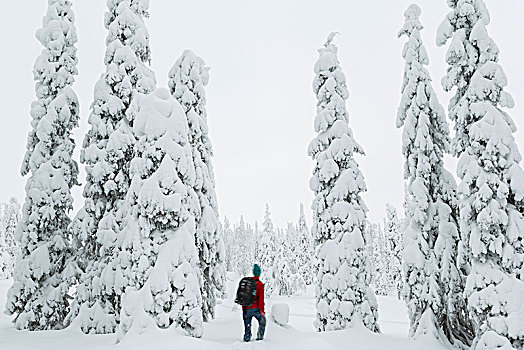 后视图,男人,走,树林,积雪,树