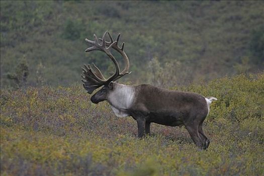 北美驯鹿,驯鹿属,德纳里峰国家公园,阿拉斯加,美国