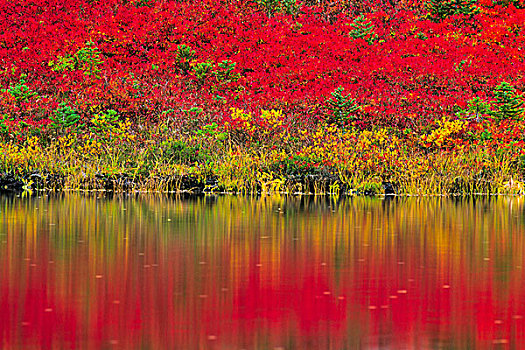 反射,秋天,树,湖,雷尼尔山,国家公园,华盛顿,美国