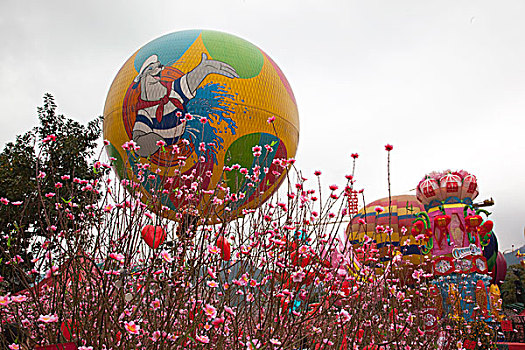 桃树,花,春节,装饰,海洋公园,香港