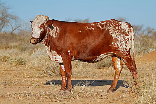 母牛,纳米比亚