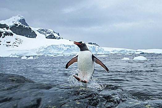 南极,岛屿,巴布亚企鹅,跳跃,水,海岸线