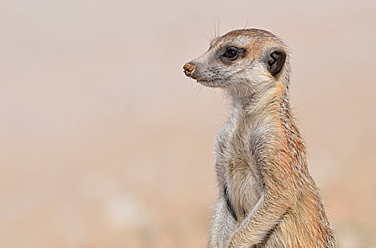 猫鼬,幼兽,雄性,站立,警惕,卡拉哈迪大羚羊国家公园,北开普,南非,非洲