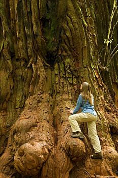 女性,远足者,树林,杰迪戴亚-史密斯红杉树州立公园,红杉国家公园,加利福尼亚,美国