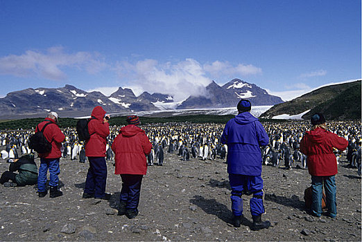 南极,南乔治亚,索尔兹伯里平原,帝企鹅,生物群,游客