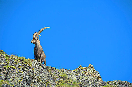 阿尔卑斯野山羊,羱羊,国家公园,意大利,欧洲