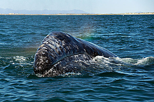 灰鲸,呼吸,水面,下加利福尼亚州,墨西哥
