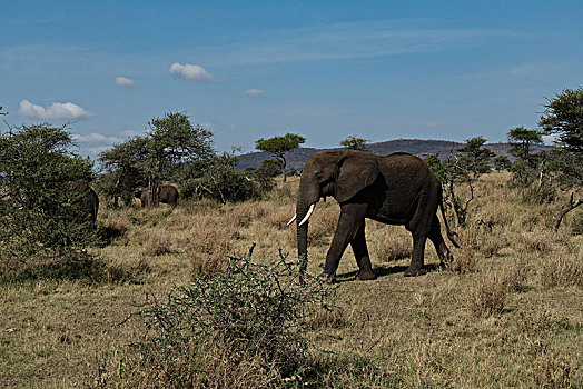 非洲大象067