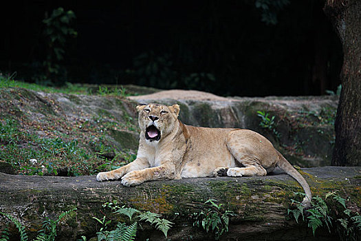 新加坡动物园狮子打哈欠
