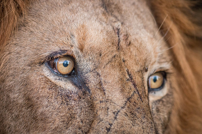 狮子眼睛图片凶悍图片