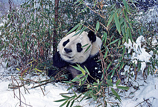 熊猫,幼兽,卧龙,四川,中国