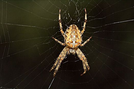 蜘蛛网,欧洲园蛛,十字园蛛