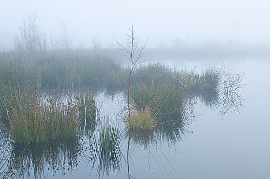 雾,荷兰,湿地,自然保护区,欧洲