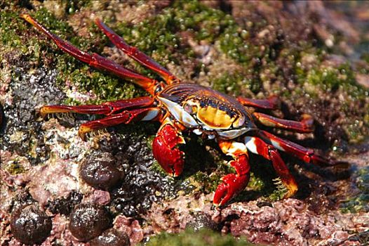 红崖,螃蟹,加拉帕戈斯,岛屿