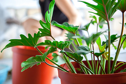 女生在花园种花,女手正在移植多肉植物到花盆