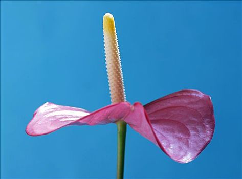 花烛属植物