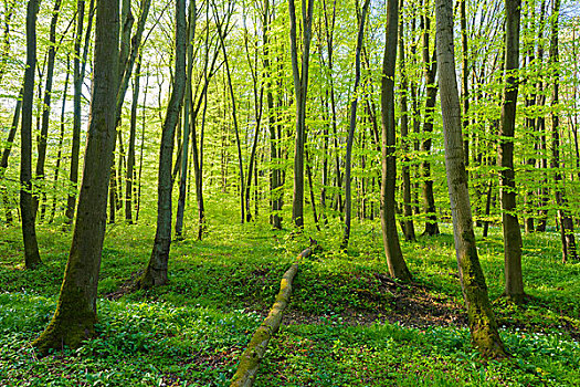 欧洲山毛榉,树林,春天,黑森州,德国