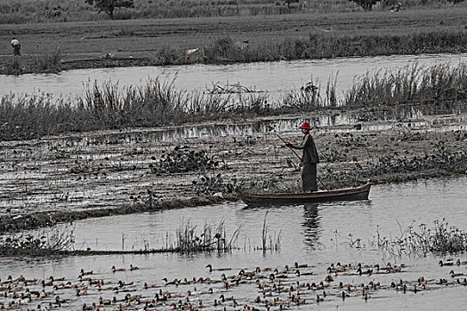 缅甸风土茵莱湖放牧鸭子的人
