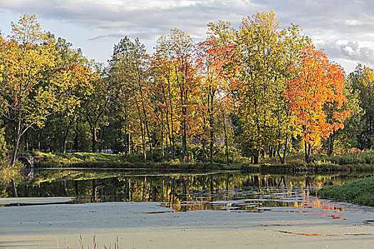 彩色,景色,秋日风光,水塘