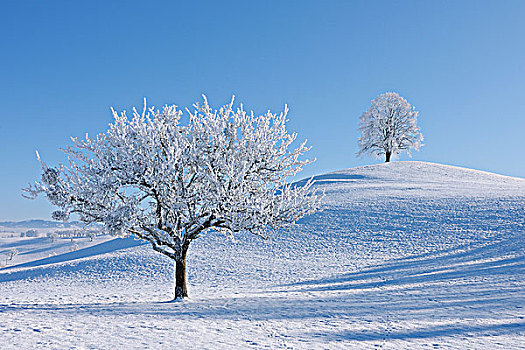 树,白霜,瑞士