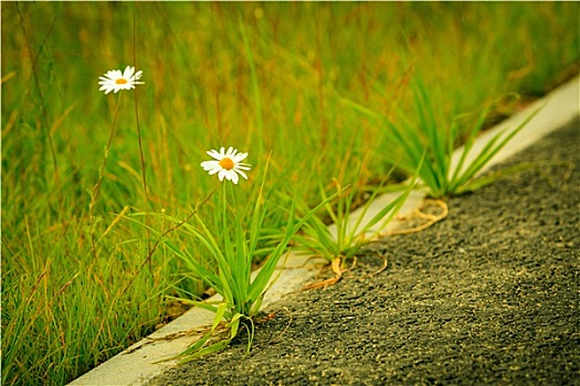 青草,甘菊,自然