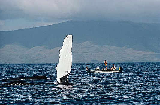 驼背鲸,大翅鲸属,鲸鱼,拍击,家族,夏威夷