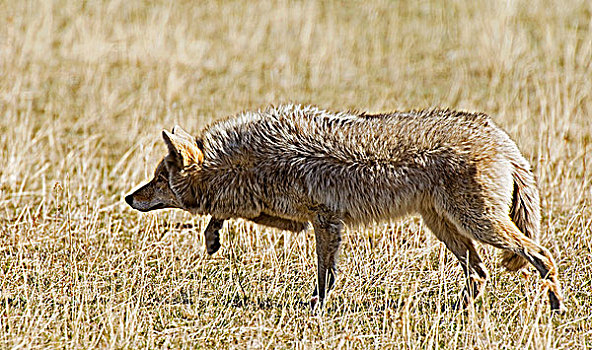丛林狼,犬属,成年,猎捕,长,外套,脱落,天气,瓦特顿湖国家公园,西南方,艾伯塔省,加拿大