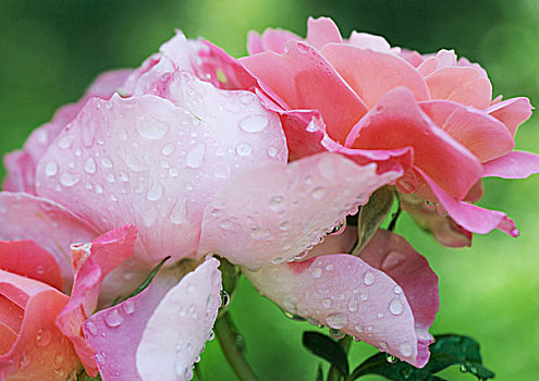 湿,玫瑰