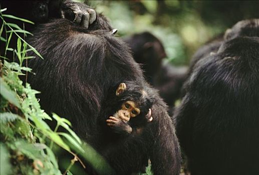 黑猩猩,类人猿,幼仔,母兽,非洲
