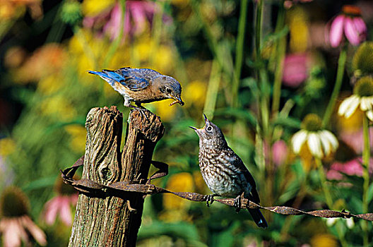 东部知更鸟,雌性,进食,幼鸟,栅栏,靠近,花园