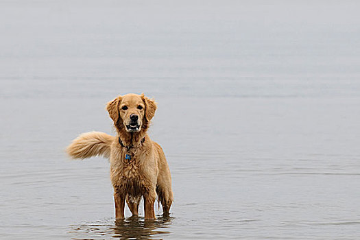 金毛猎犬,站立,思考,水中