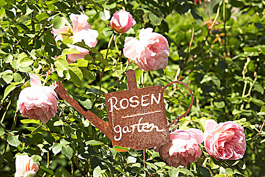 旧式,标识,粉色,玫瑰