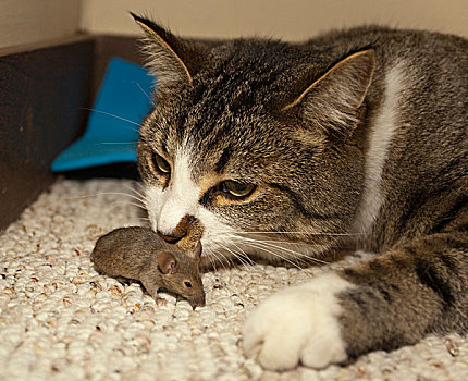 家猫,普通,家鼠,小鼠