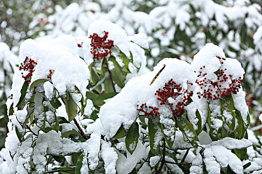 积雪,石楠树