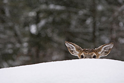 白尾鹿,隐藏,后面,雪堆