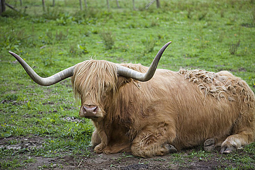苏格兰,高原地区,尼斯湖,高原牛