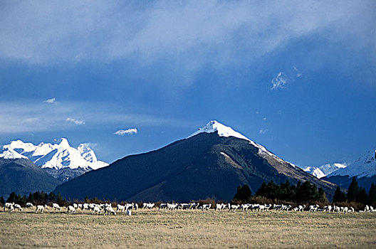 羊群,放牧,土地,新西兰