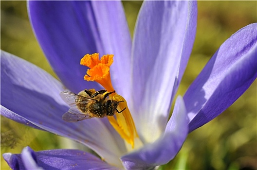 蜜蜂,进食,蓝色背景,藏红花,花