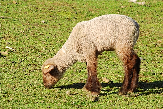 羊羔,躺着,草