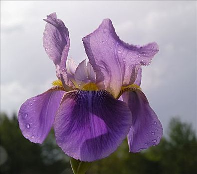 花,鸢尾,鸢尾科,逆光